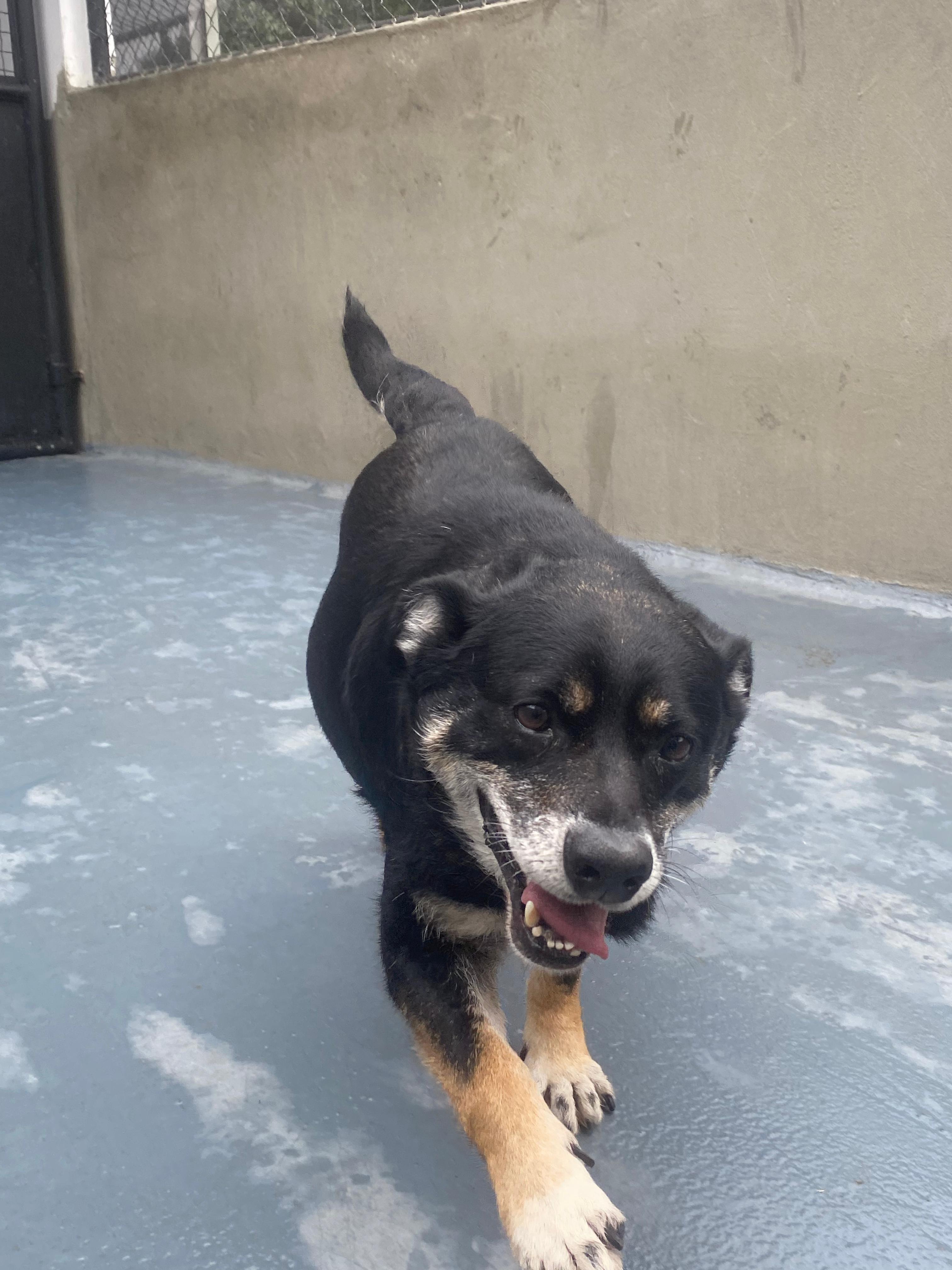 Laika