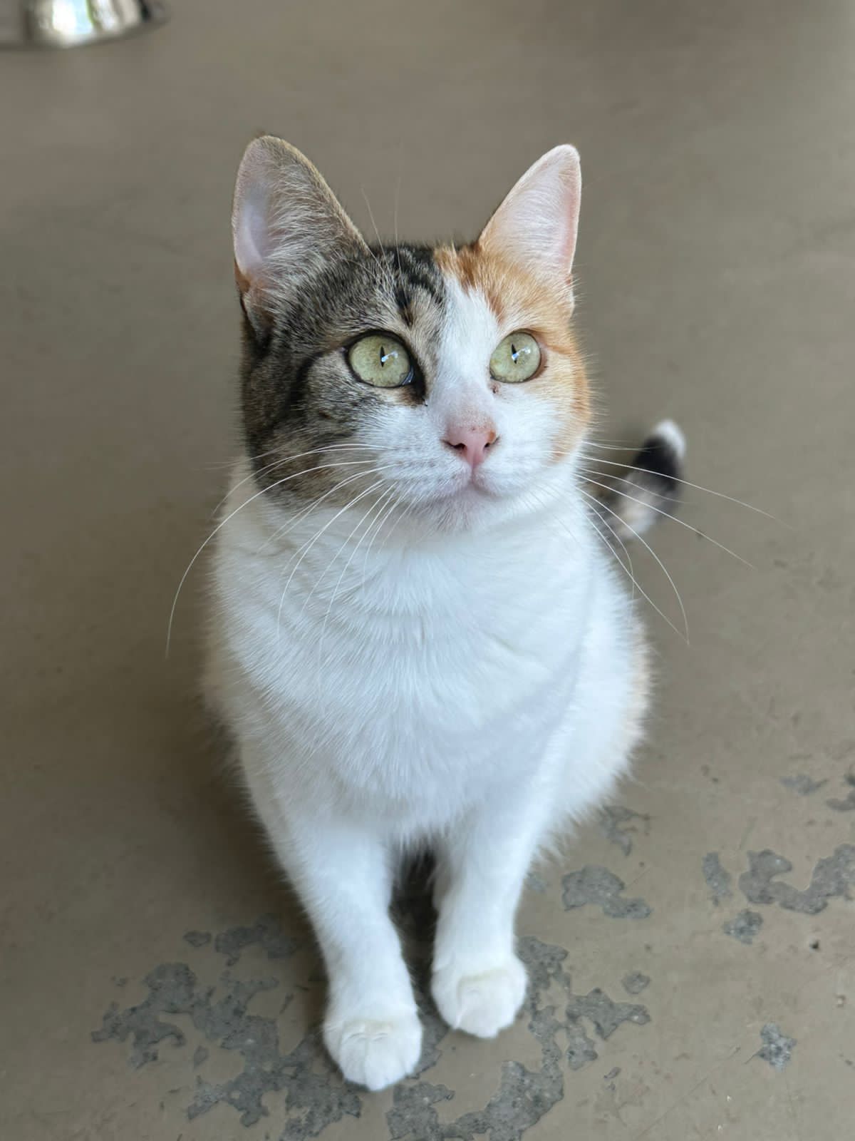 Morgana